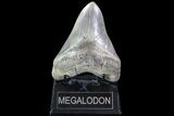 Serrated, Fossil Megalodon Tooth - Georgia #86070-1